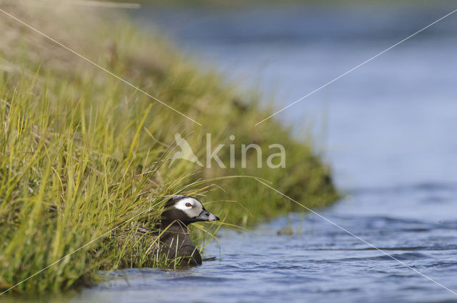 IJseend (Clangula hyemalis)