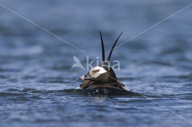 Long-tailed Duck