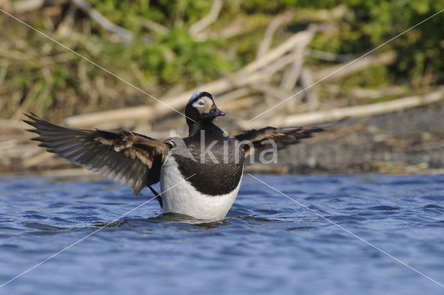 IJseend (Clangula hyemalis)