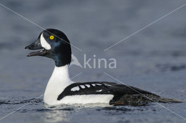 Barrow’s goldeneye (Bucephala islandica)