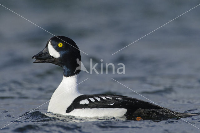 Barrow’s goldeneye (Bucephala islandica)