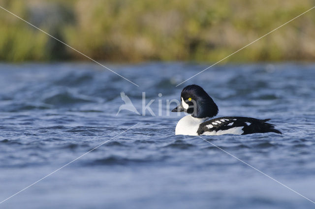 Barrow’s goldeneye (Bucephala islandica)