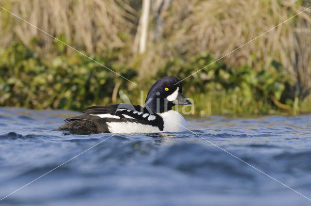 Barrow’s goldeneye (Bucephala islandica)