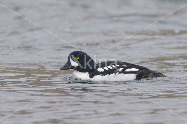 Barrow’s goldeneye (Bucephala islandica)