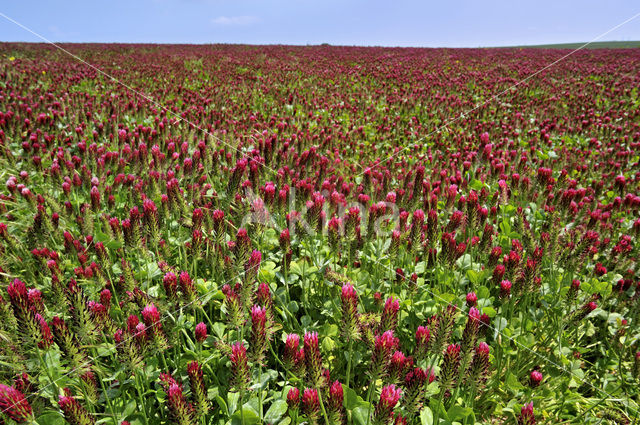 Crimson Clover (Trifolium incarnatum)