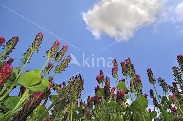 Crimson Clover (Trifolium incarnatum)