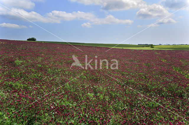 Crimson Clover (Trifolium incarnatum)