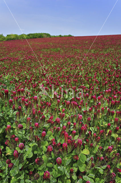 Crimson Clover (Trifolium incarnatum)