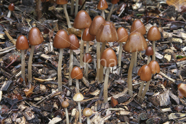 Kastanje inktzwam (Coprinus auricomus)