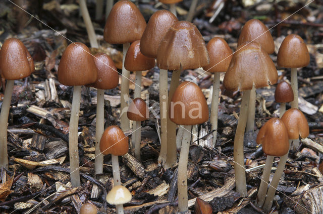 Kastanje inktzwam (Coprinus auricomus)