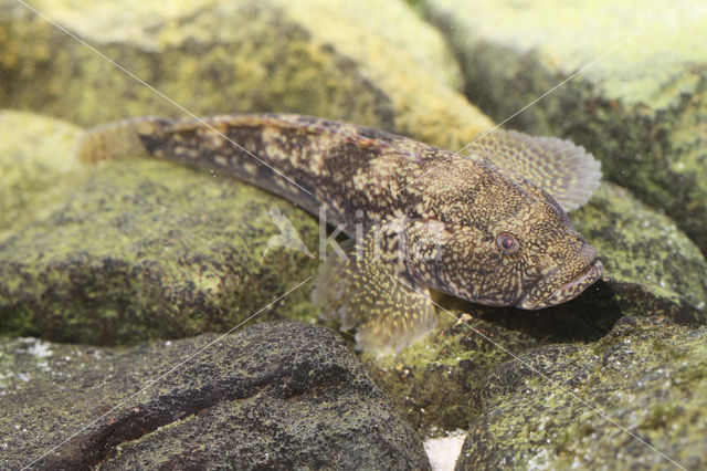 Bighead goby (Neogobius kessleri)