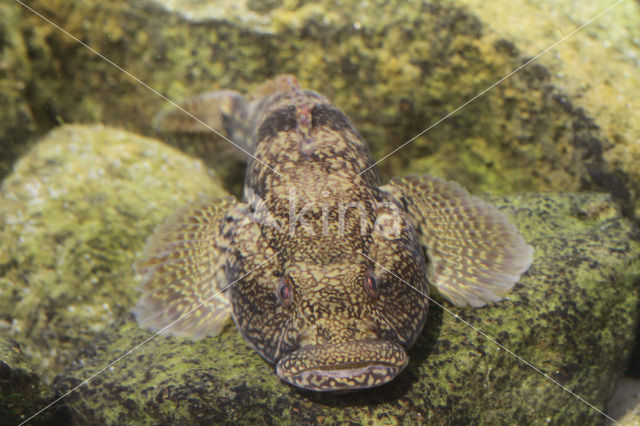 Bighead goby (Neogobius kessleri)