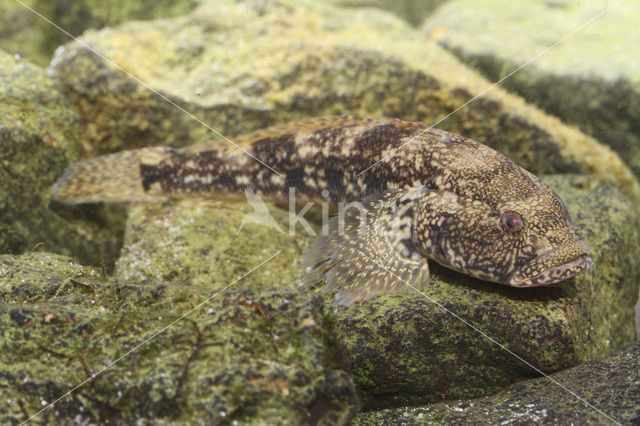 Bighead goby (Neogobius kessleri)