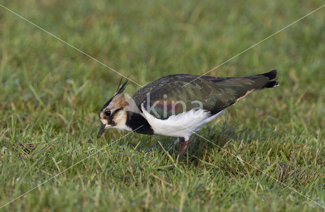 Lapwing (Vanellus vanellus)