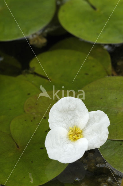 Kikkerbeet (Hydrocharis morsus-ranae)