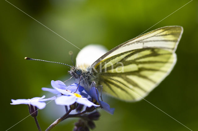 Klein geaderd witje (Pieris napi)