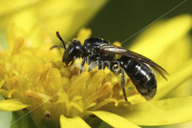 Kleine groefbij (Lasioglossum parvulum)