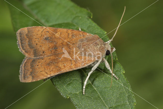 Kleine huismoeder (Noctua interjecta)