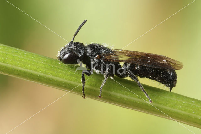 Kleine klokjesbij (Chelostoma campanularum)