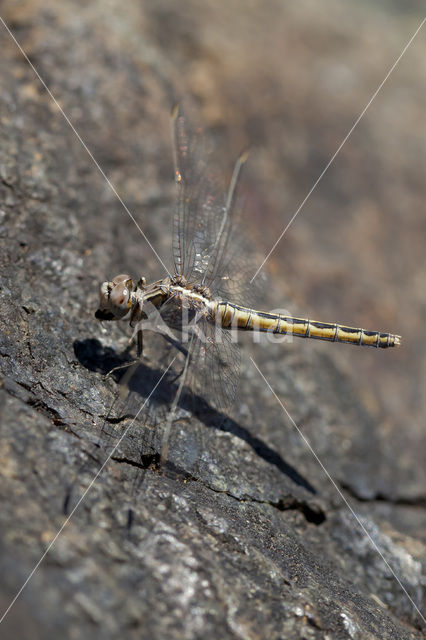 Kleine oeverlibel (Orthetrum taeniolatum)