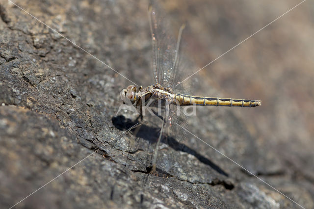 Kleine oeverlibel (Orthetrum taeniolatum)