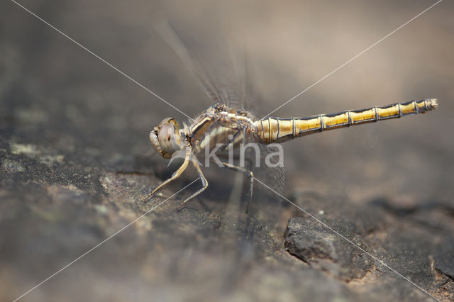 Kleine oeverlibel (Orthetrum taeniolatum)