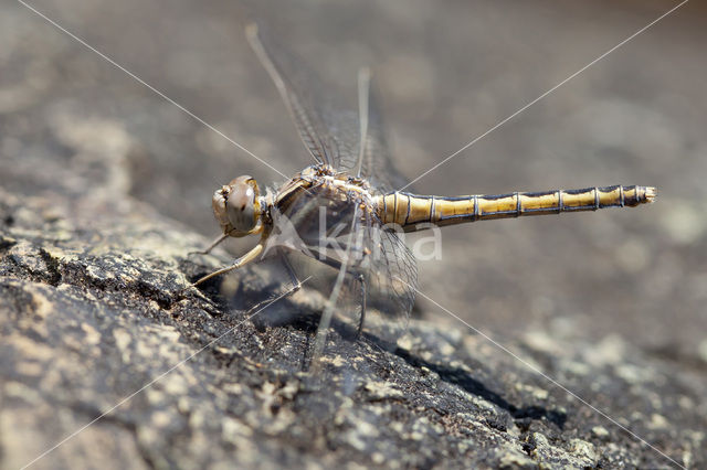 Kleine oeverlibel (Orthetrum taeniolatum)