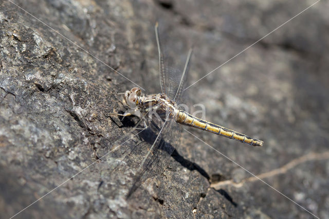 Kleine oeverlibel (Orthetrum taeniolatum)