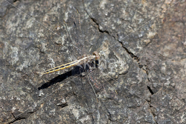 Kleine oeverlibel (Orthetrum taeniolatum)