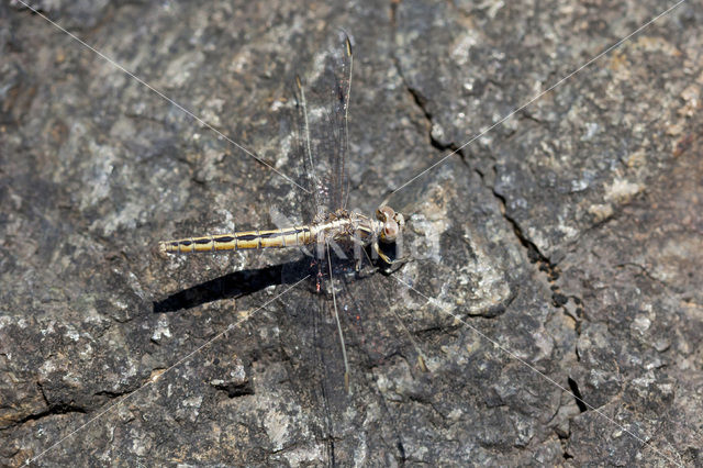 Kleine oeverlibel (Orthetrum taeniolatum)