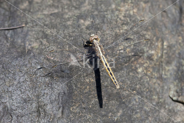 Kleine oeverlibel (Orthetrum taeniolatum)