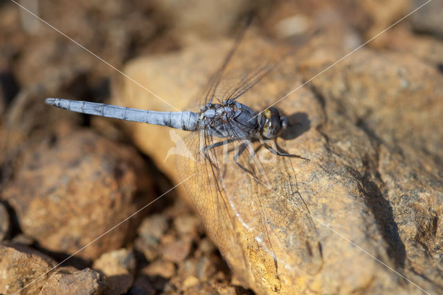 Kleine oeverlibel (Orthetrum taeniolatum)