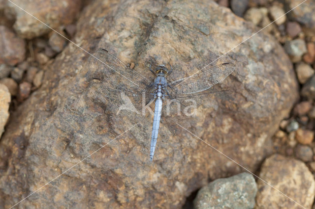 Kleine oeverlibel (Orthetrum taeniolatum)