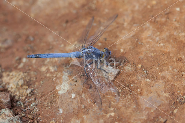 Kleine oeverlibel (Orthetrum taeniolatum)