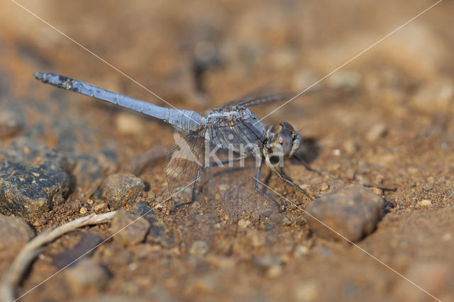 Kleine oeverlibel (Orthetrum taeniolatum)