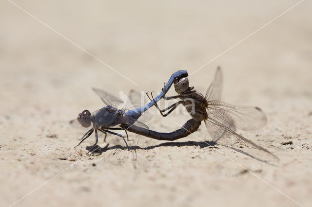 Kleine oeverlibel (Orthetrum taeniolatum)