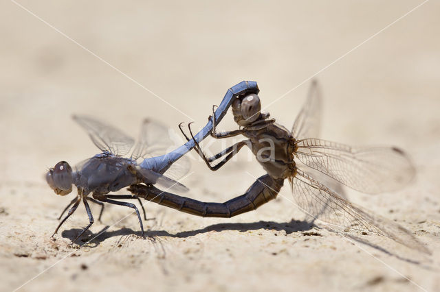 Kleine oeverlibel (Orthetrum taeniolatum)