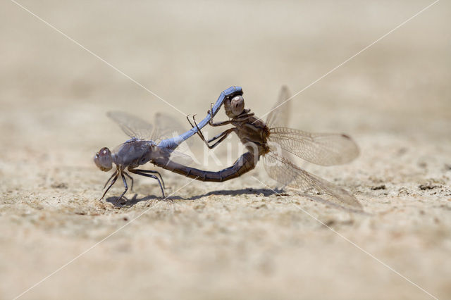 Kleine oeverlibel (Orthetrum taeniolatum)