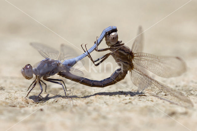 Kleine oeverlibel (Orthetrum taeniolatum)