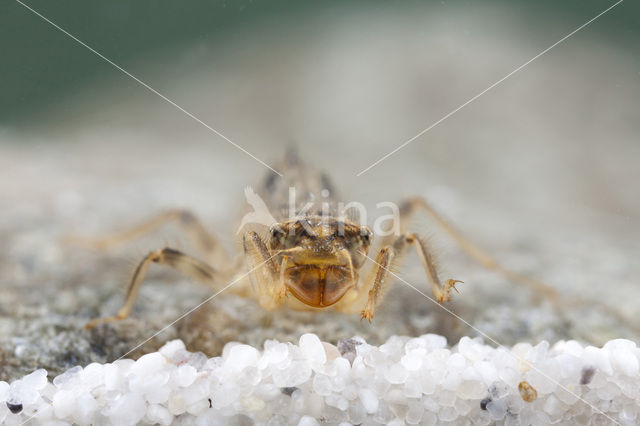 Kleine oeverlibel (Orthetrum taeniolatum)