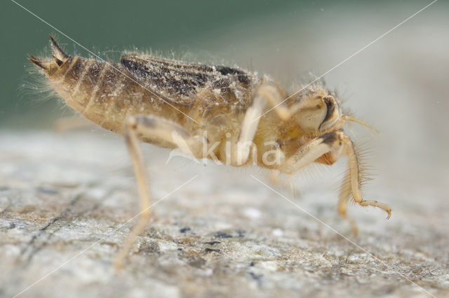 Kleine oeverlibel (Orthetrum taeniolatum)