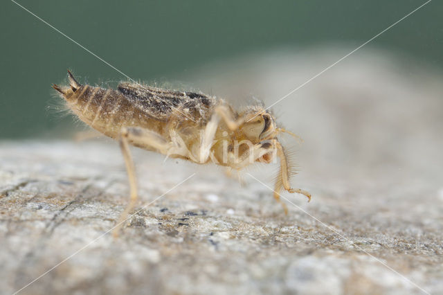 Kleine oeverlibel (Orthetrum taeniolatum)