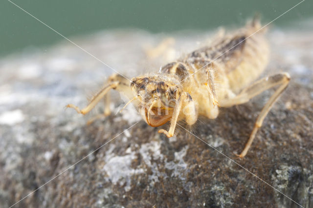 Kleine oeverlibel (Orthetrum taeniolatum)