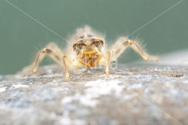 Kleine oeverlibel (Orthetrum taeniolatum)