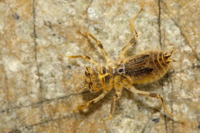 Kleine oeverlibel (Orthetrum taeniolatum)