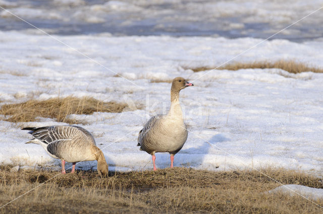 Pink-footed Goose (Anser brachyrhynchus)