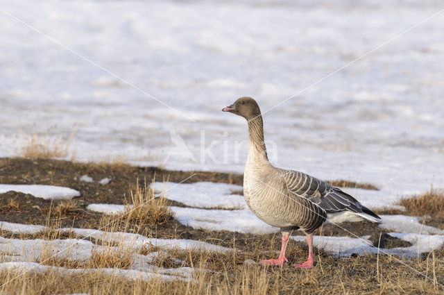 Pink-footed Goose (Anser brachyrhynchus)