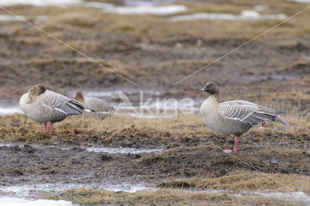 Kleine Rietgans (Anser brachyrhynchus)