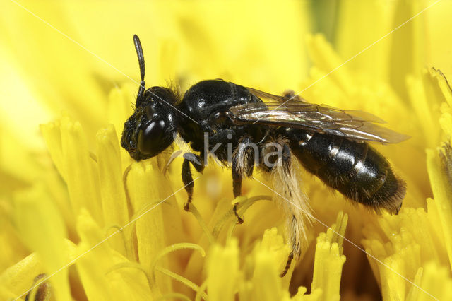 Kleine roetbij (Panurgus calcaratus)