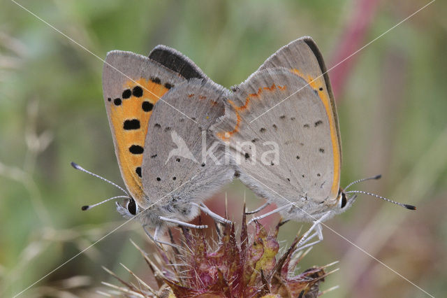 Small Copper (Lycaena phlaeas)